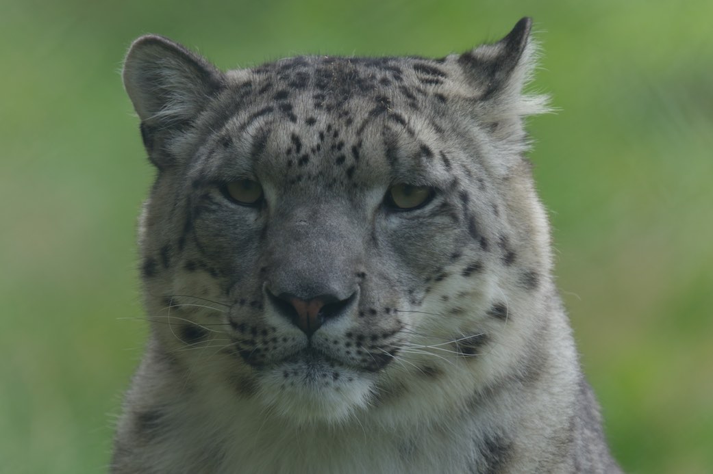 Snow Leopard 3 0819